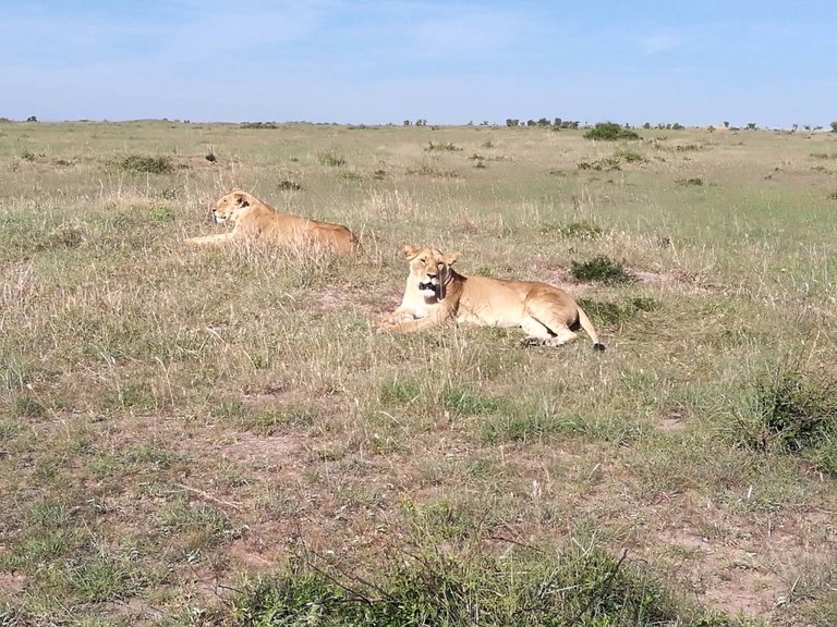 Maasai National Reserve33.jpg