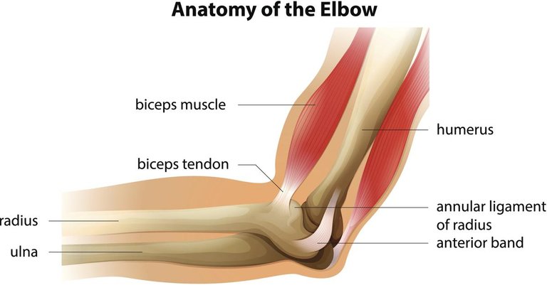 1200-477462149-anatomy-of-elbow.jpg