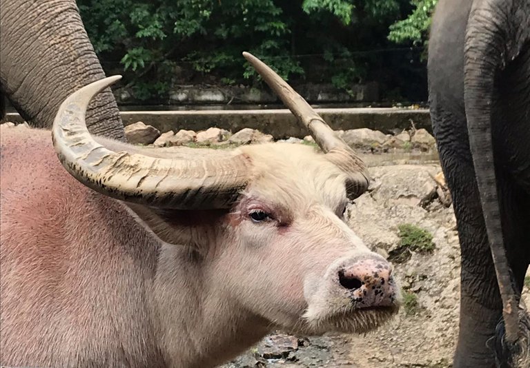 albino-water-buffalo-thailand.jpg