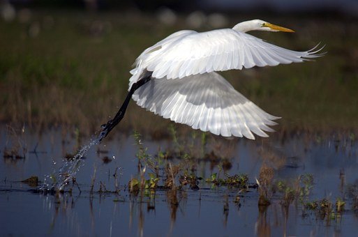 great-egret-599205__340.jpg