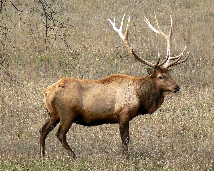 750px-Rocky_Mountain_Bull_Elk.jpg