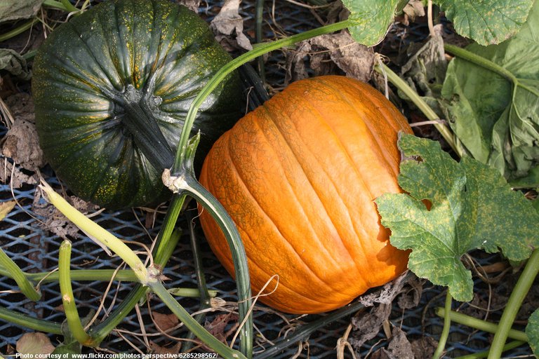 GreenAndOrangePumpkins-001-110418.jpg