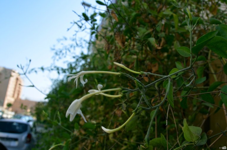 11 WHITE LITTLE FLOWERS.jpg