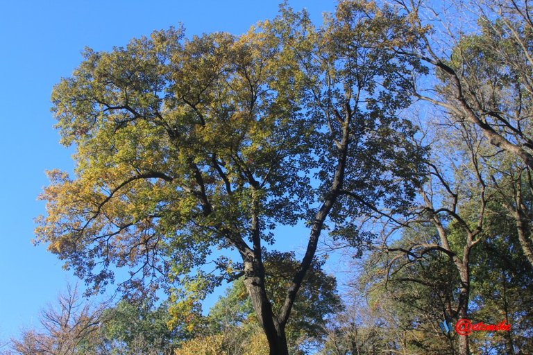 fall trees colors landscape fall-colors fontenelle-forest Fall02073.jpg