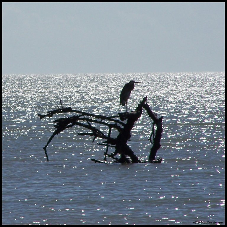 Blue Heron by the sea.jpg