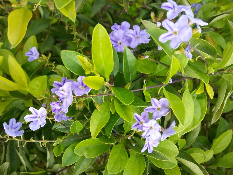 flower1.jpg