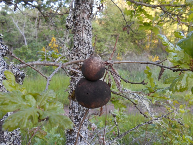 Oak Apple smaller.jpg