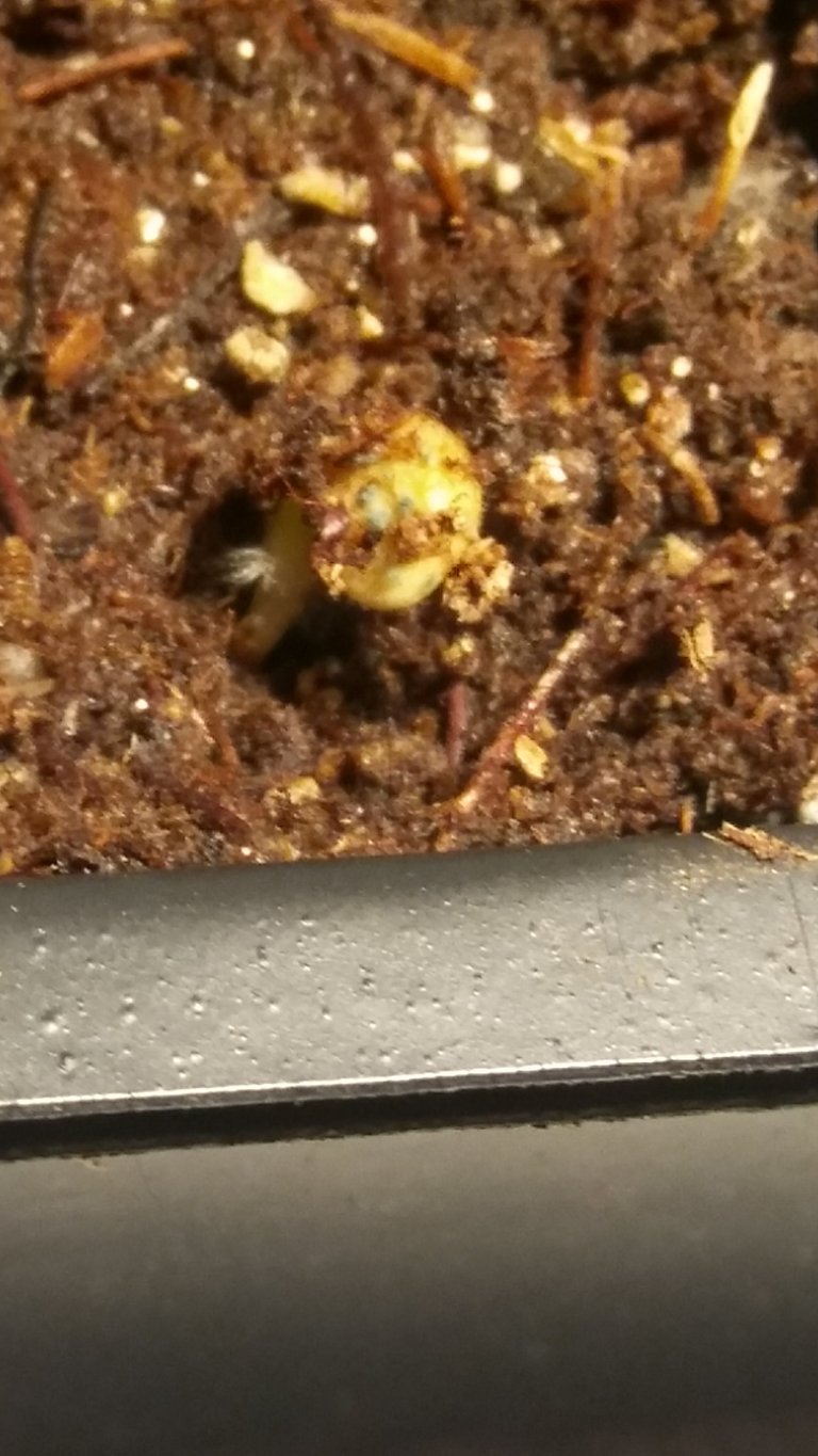 First Bell Pepper Sprout.jpg