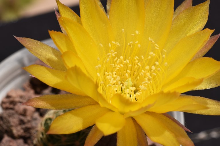 Lobivia arachnacantha cactus yellow flower 5.jpg