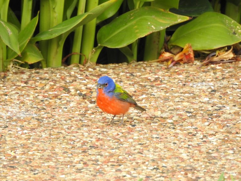 painted_bunting_male (4)_resized.jpg