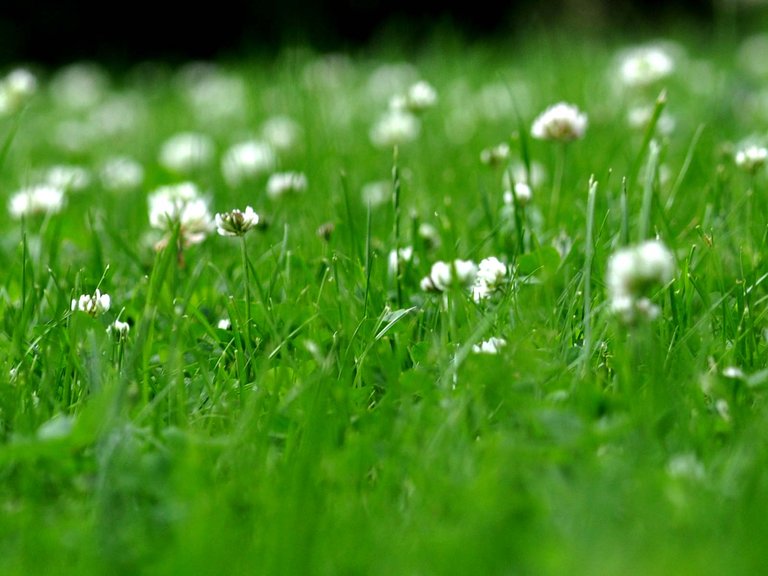 meadows are lush green