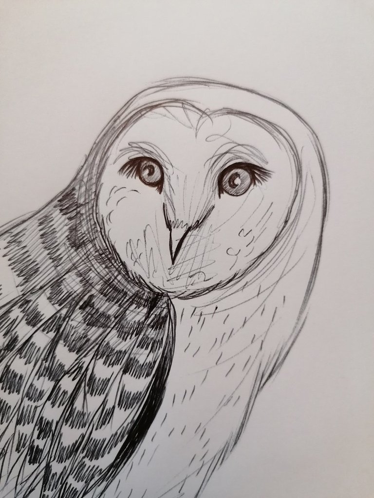 owl pen (8).jpg