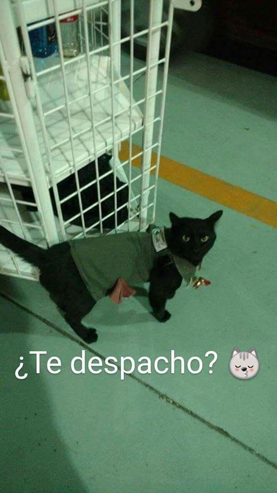 gato.jpg