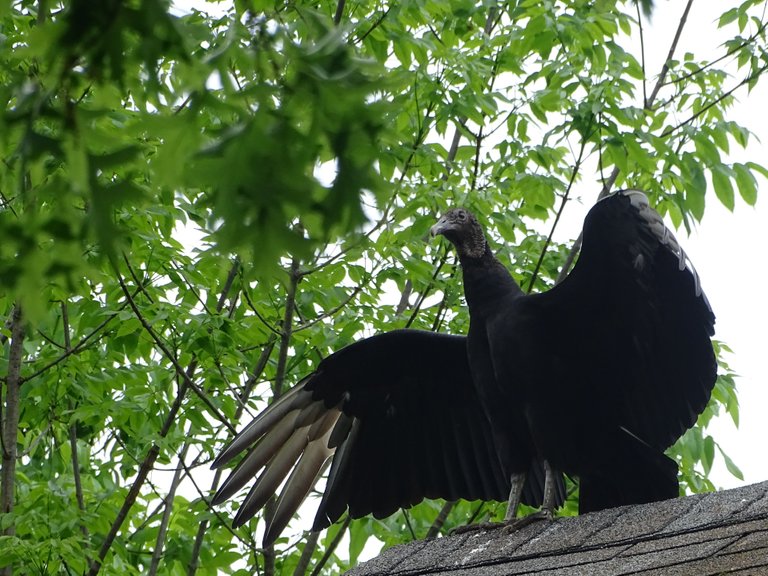 vulture2.JPG