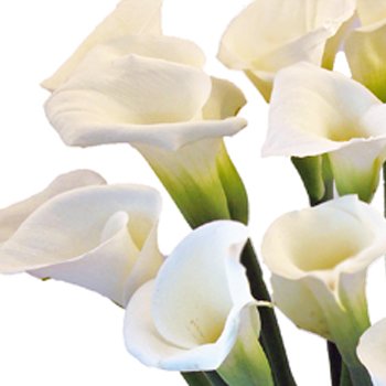 valentine-calla-lily-flower2-350.jpg