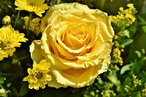 yellow rose.jpg