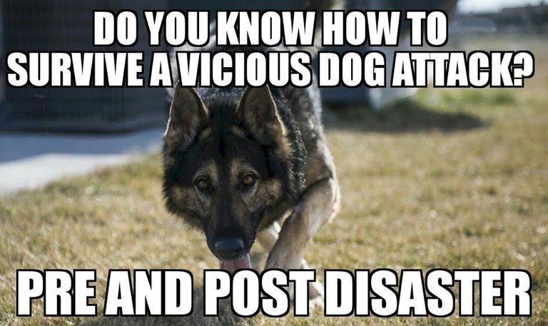 DOGATTACK.jpg