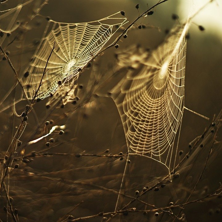 cobweb-1684549_960_720.jpg