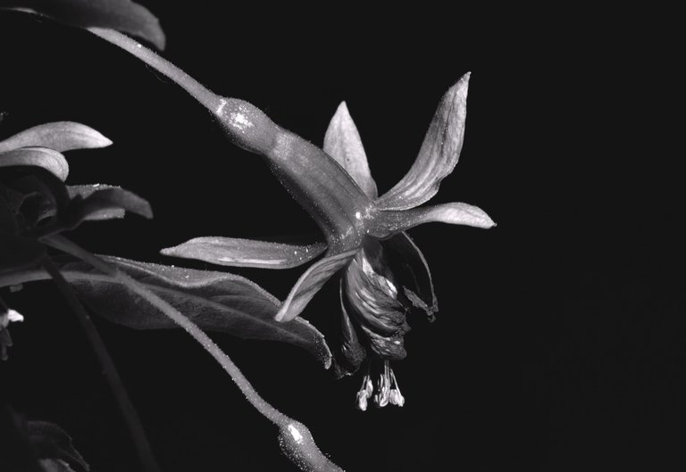 Fuchsia flower bw 1.jpg