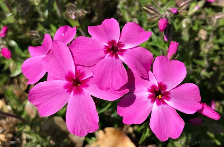 pinkflowerday petals sunscape.jpg