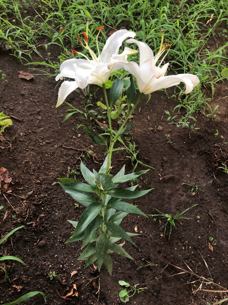 two white lily flowers