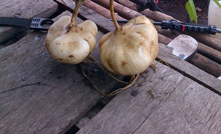 Jicama plants turned out to be very good in peat soil. (1).png