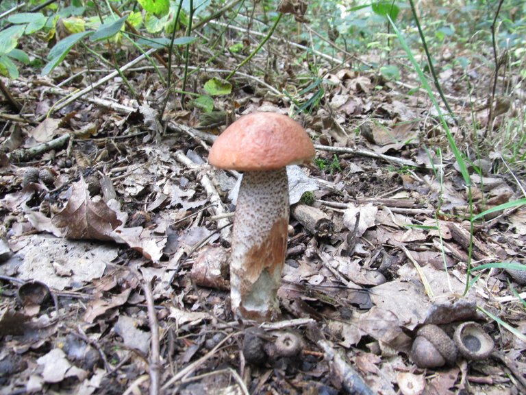 Orange Birch Bolete.JPG