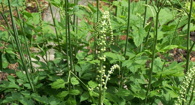 black_cohosh_wiki_main.jpg