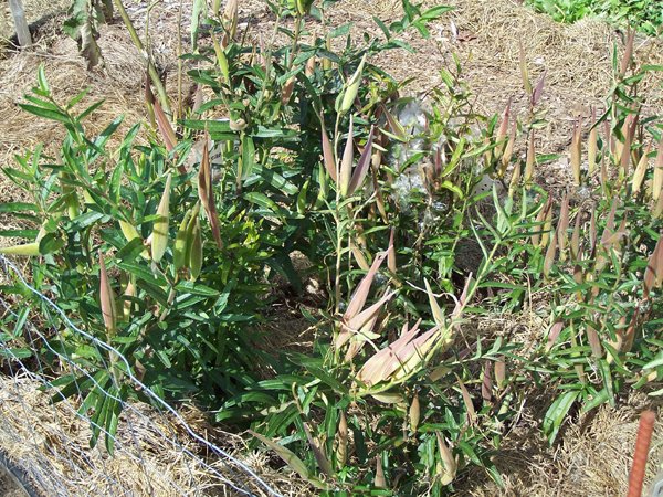 New Herb - Row 1, butterflyweed pods crop October 2019.jpg