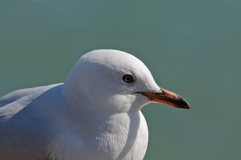 6563228983-sumner-headseagull (FILEminimizer).jpg