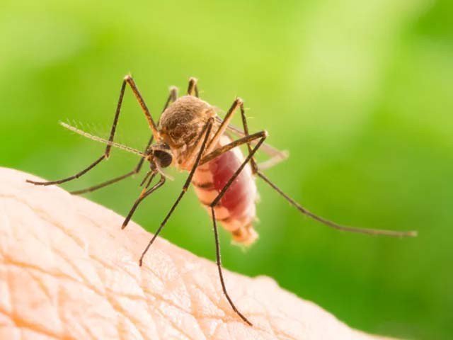 1299744-mosquito-1534856253-133-640x480.jpg