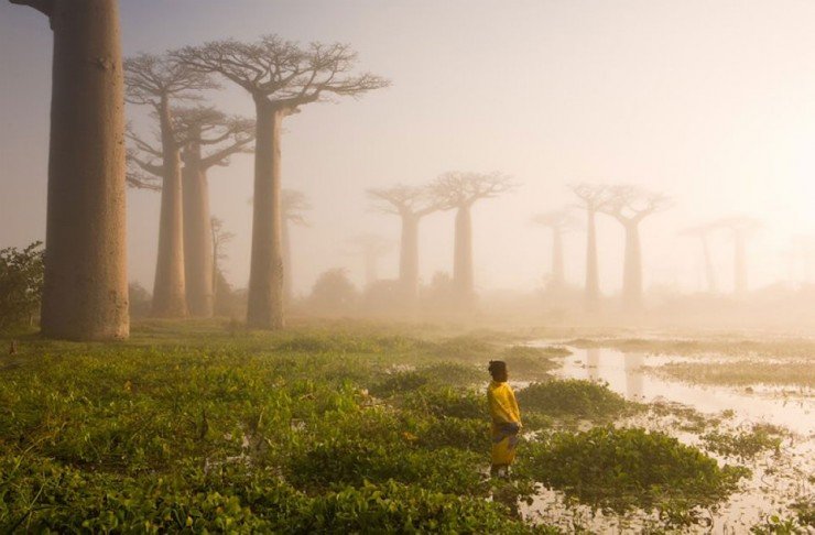 baobabs-Photo-by-Marsel-Van-Oosten-740x486.jpg