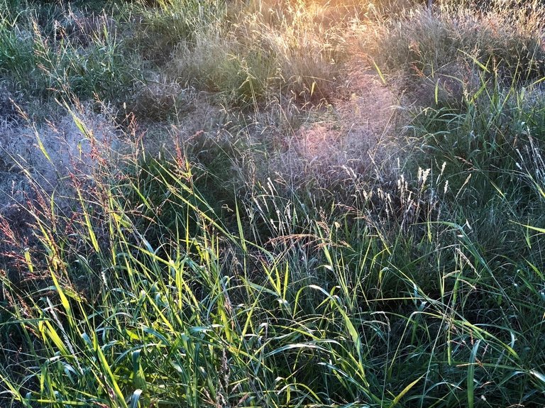 grass near greenville church.jpg