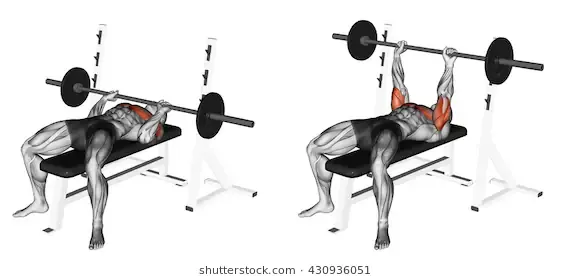 closegrip-barbell-bench-press-3d-260nw-430936051.jpg