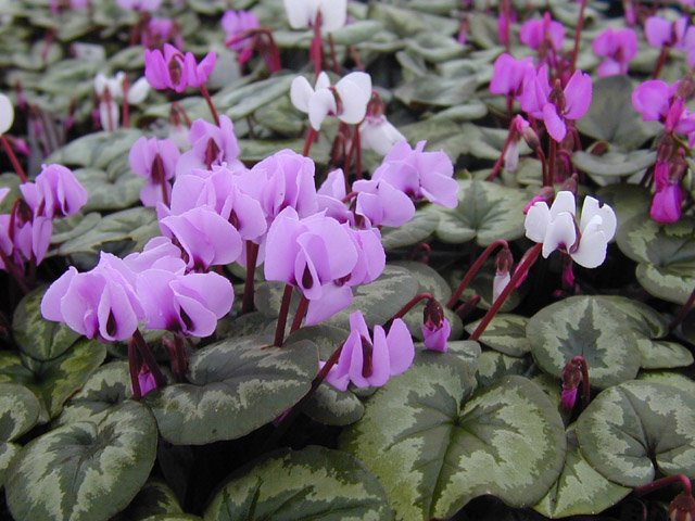 cyclamen_coum.jpg