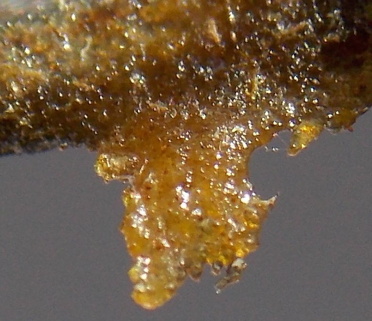 Clean-Scissor-Hash-Cropped-small.JPG