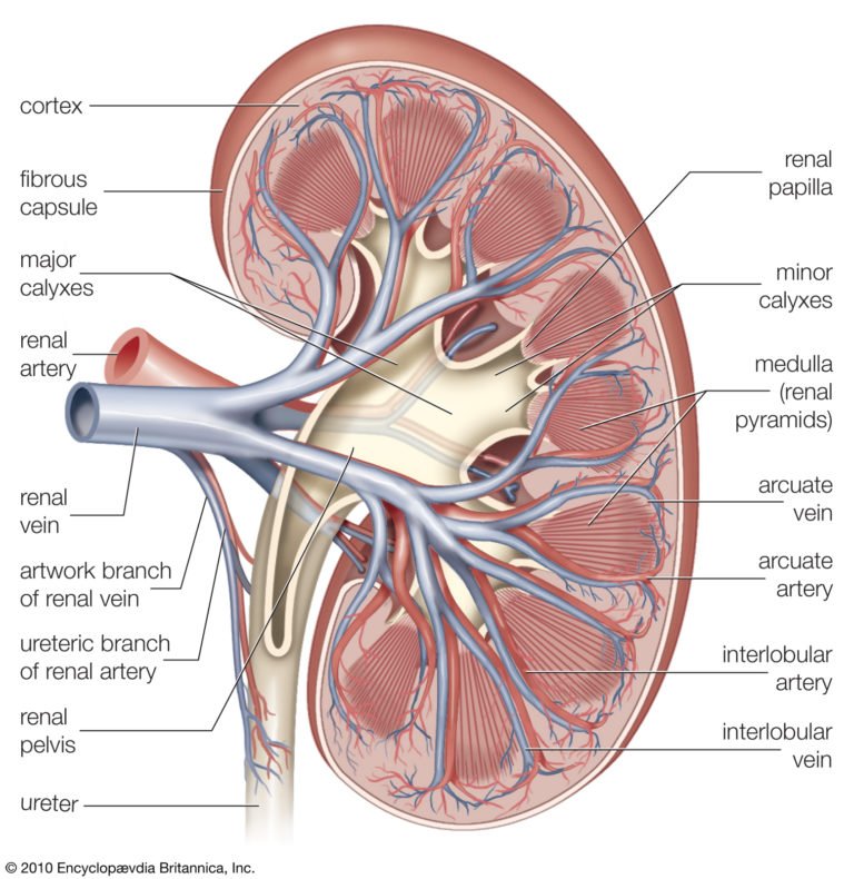 human-body-kidni-of-digram-kidney-diagram-in-body-human-anatomy-chart-768x790.jpg