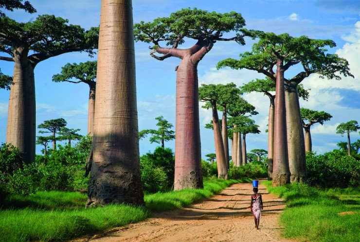 baobabs-Photo-by-Todd-Gustafson-740x498.jpg