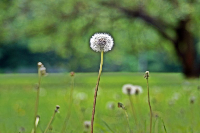 Pusteblume-min.jpg