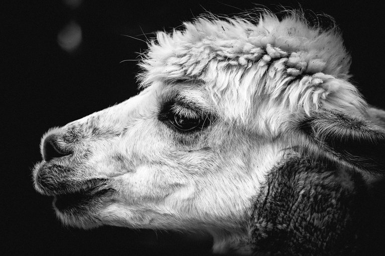 alpaca-1672647_1280.jpg