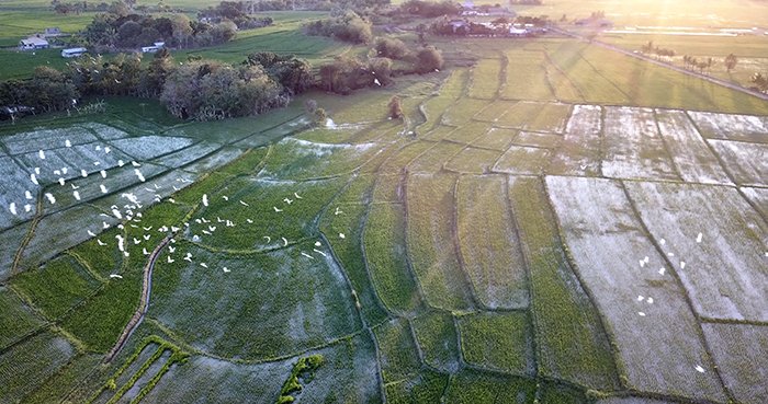 philippines_munoz_birdsandfields_aerial.jpg