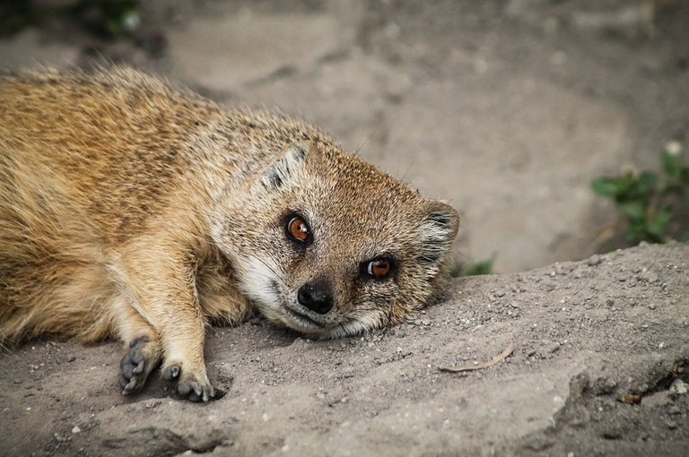 mongoose-721120_960_720.jpg