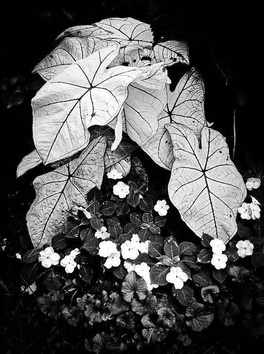 plant-bw-1.jpg