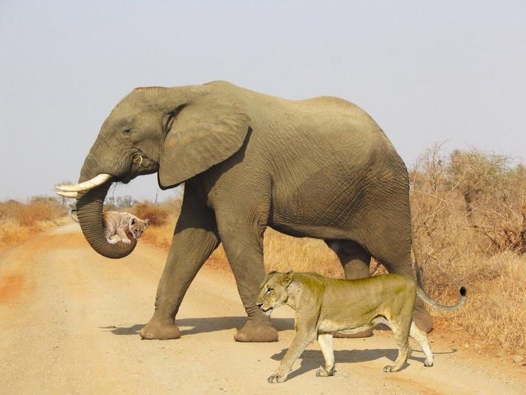 leeuw en olifant.jpg