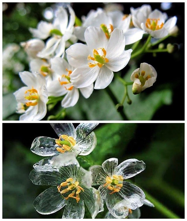 The Skeleton Flower’s petals become transparent when it rains. 🔥.jpg