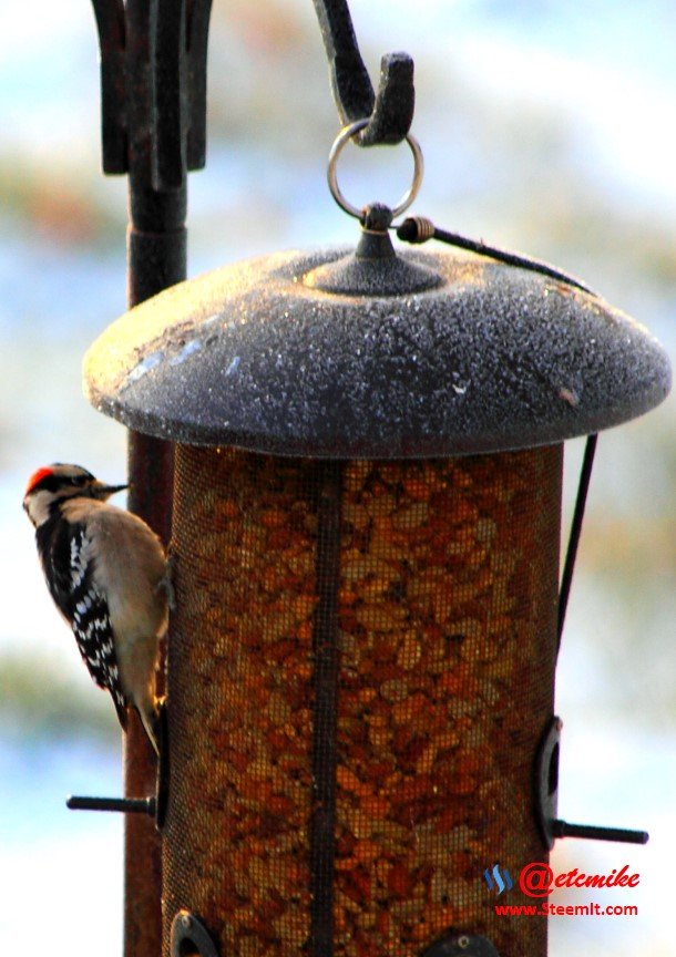 Downy Woodpecker PFW01-02.JPG