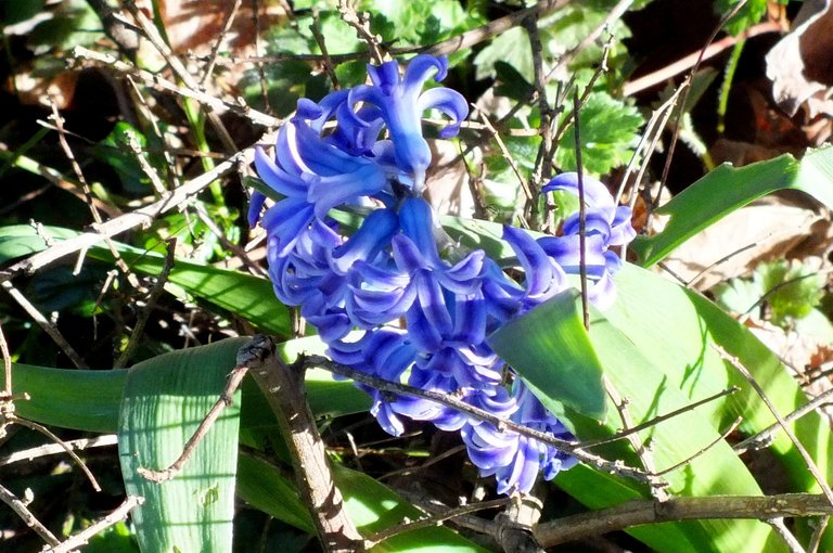 WLE0100-Hyacinth.jpg