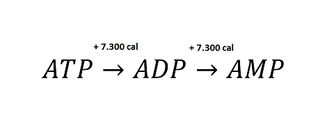 atp a amp.png