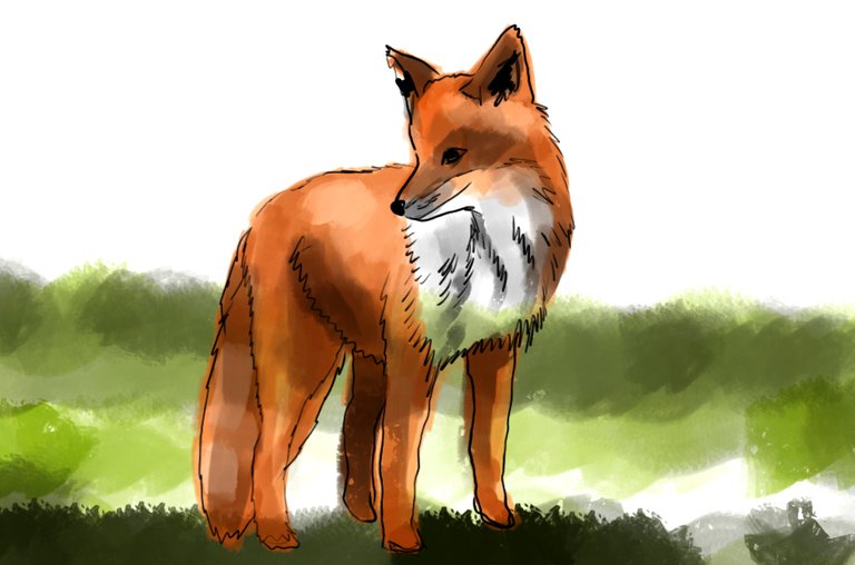 fox(439).jpg