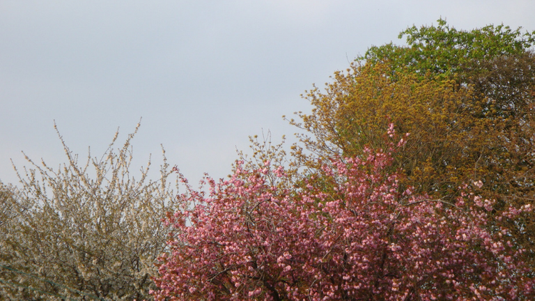 Trees Behind My Garden 001  .png